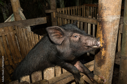 Cerdo en pocilga hecha de bambú.