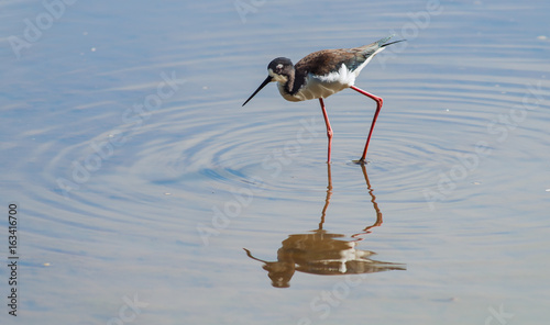 Canvas Print a stilt in a pond maui hawaii
