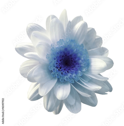 White-blue flower chrysanthemum. Garden flower. White isolated background with clipping path. Closeup. no shadows. Nature.