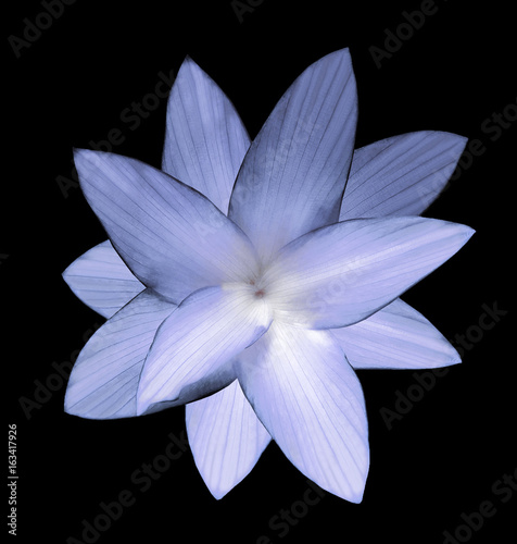 Blue flower isolatedon the black background. Closeup. For design. Nature.