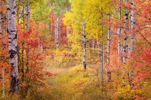 Autumn colors in Utah Forest