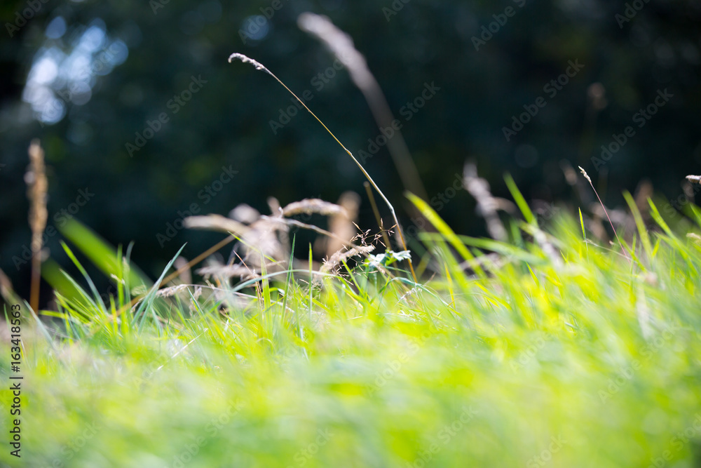 Green grass