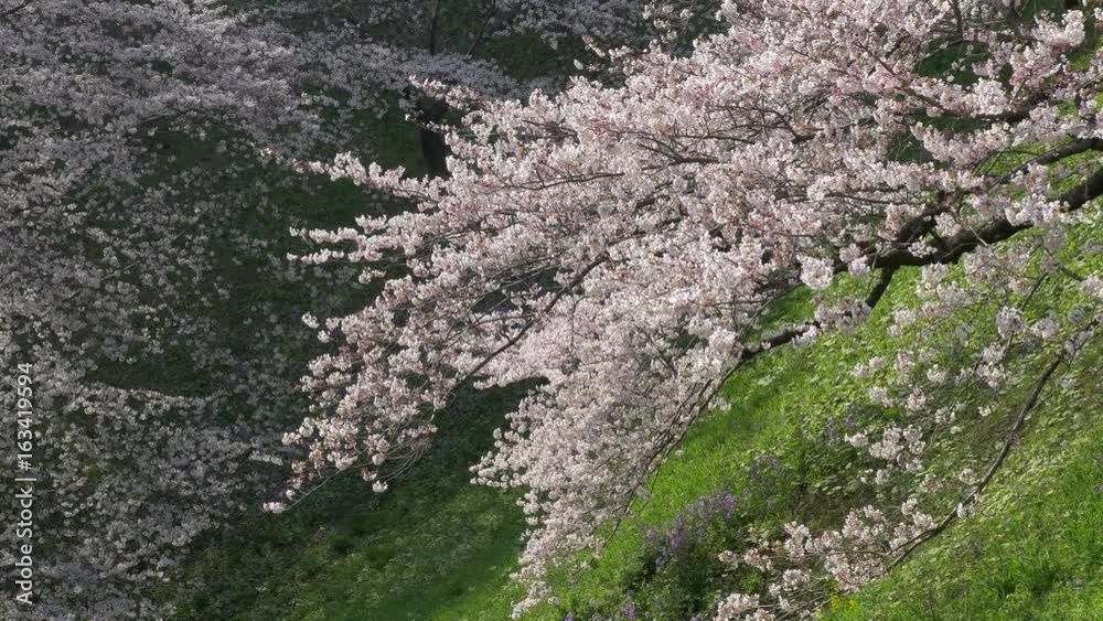 桜2015_07 桜2015_07