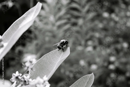 Photography Black and white bee on a leaf