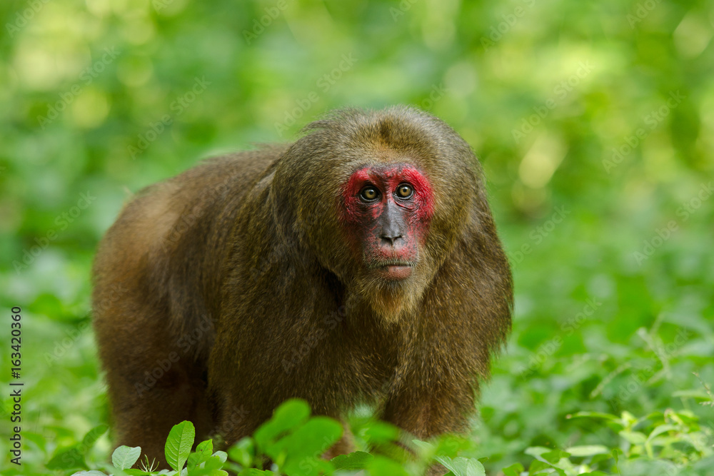 Bear macaque, Stump-tailed macaque (Macaca arctoides) with a red face in Keang Krachan National Park, Thailand. Bear macaque, Stump-tailed macaque (Macaca arctoides) with a red face in Keang Krachan National Park, Thailand.