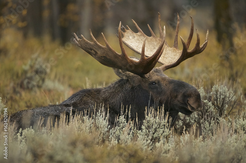 Moose  Alces alces  Grand Teton NP  Wyoming  USA