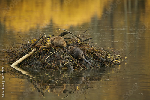 American Beaver (Castor canadensis) photo