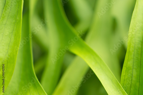 green leaves texture background  soft focus