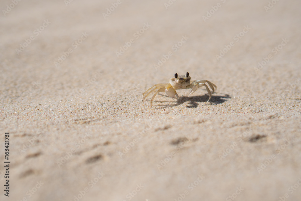 Byron Bay sand crab