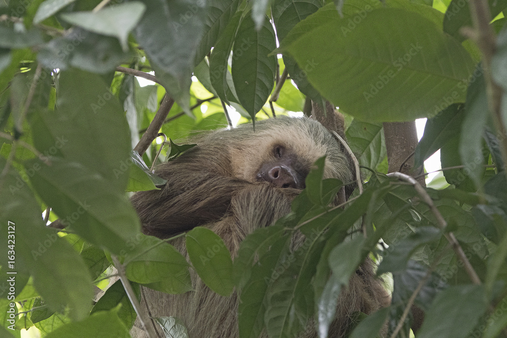 Fototapeta premium Sleeping Sloth in a Rainforest Tree