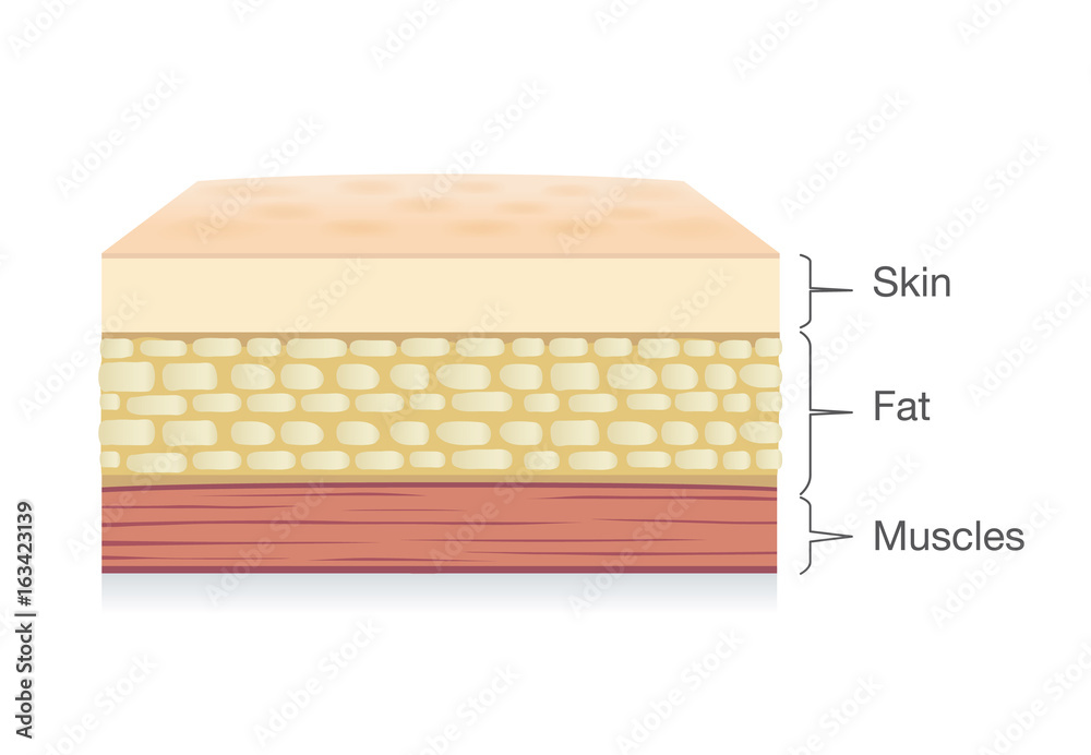 Anatomy of Skin layer, fat cell and muscle layer in vector style. Illustration about medical and health. Anatomy of Skin layer, fat cell and muscle layer in vector style. Illustration about medical and health.