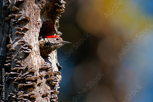 Stripe-breasted Woodpecker (Dendrocopos atratus) on breeding season at Doi Lang in the northern of Thailand.