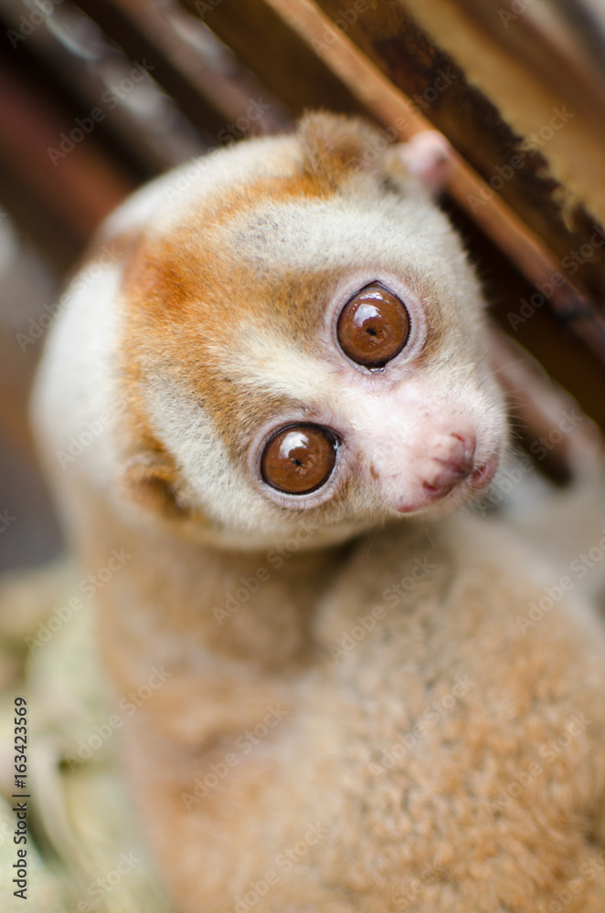 Naklejka premium loris is liveing inthe cage