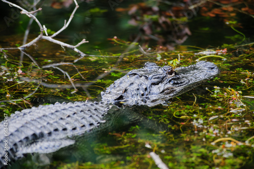 Alligator in the Swamps