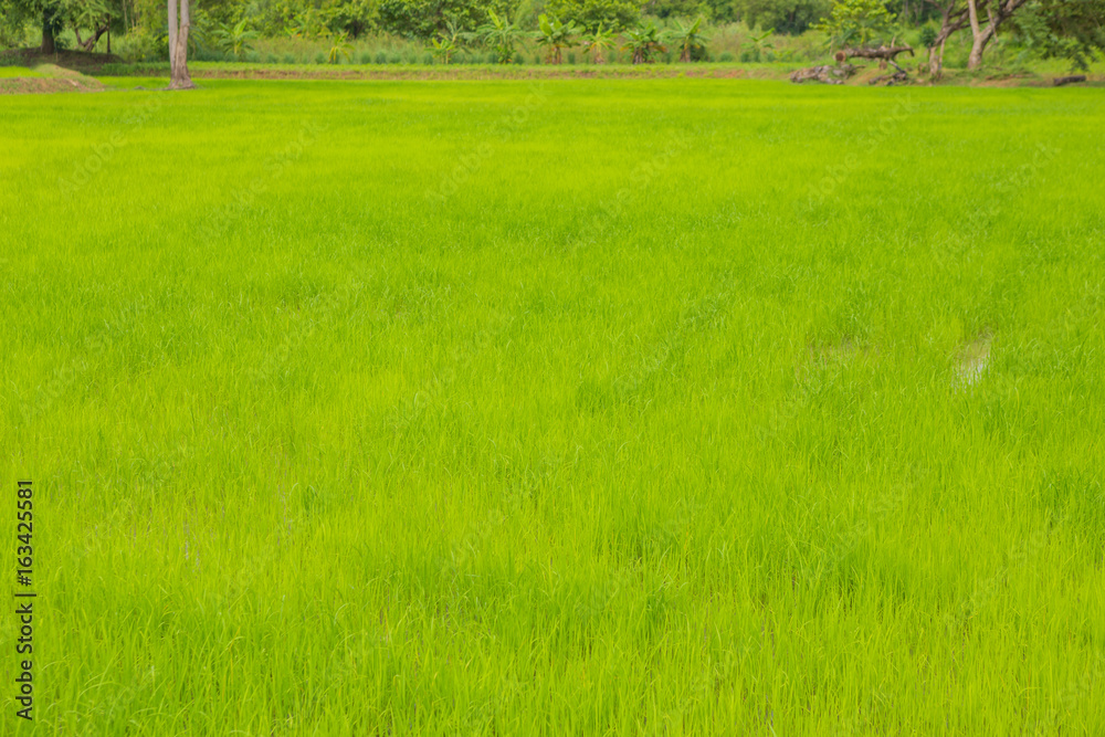 Obraz premium Paddy fields,thailand