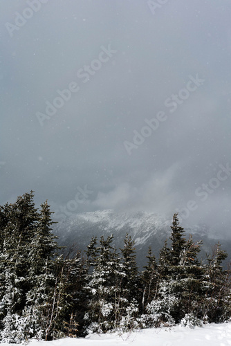 Snowy treelike with cloudy ...