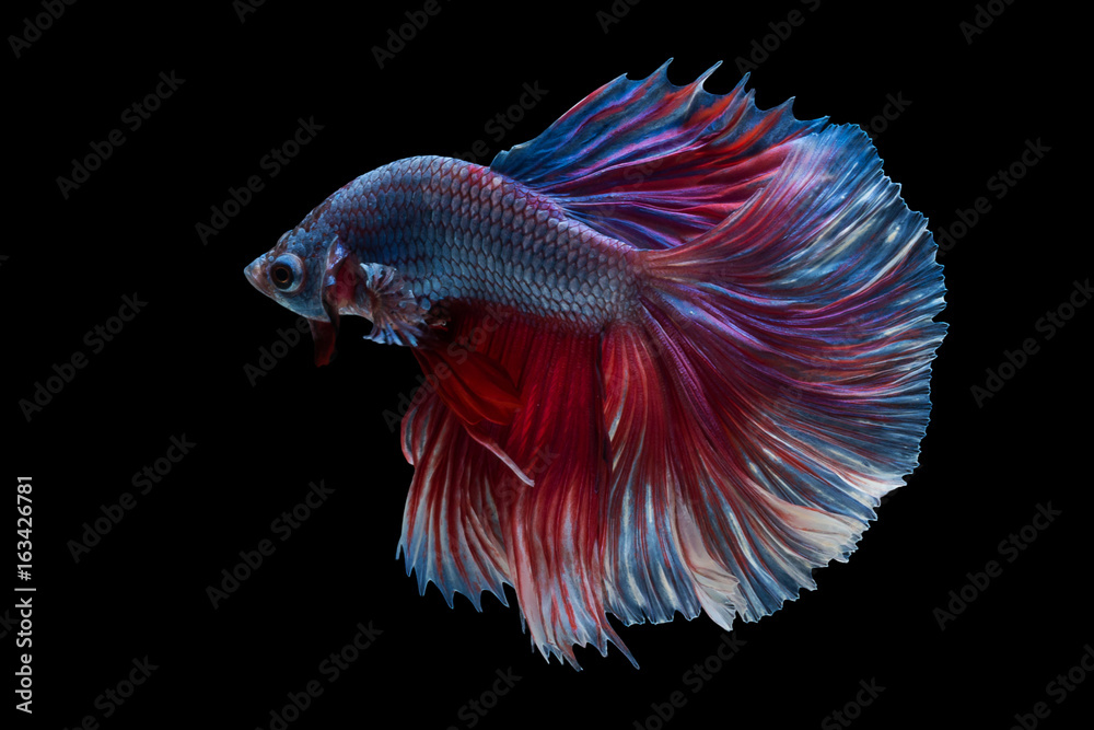 Fototapeta premium siam betta fish