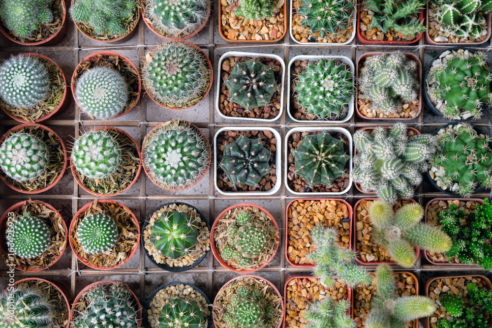 Succulent plants and Cactus plants in pots,View from the top