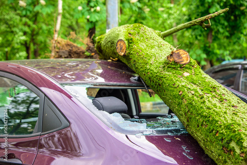 Gigantic fallen toppled tree covered with moss crushed parked purple car, broke the window and antenna as a result of the severe hurricane winds in one of courtyards of Moscow photo