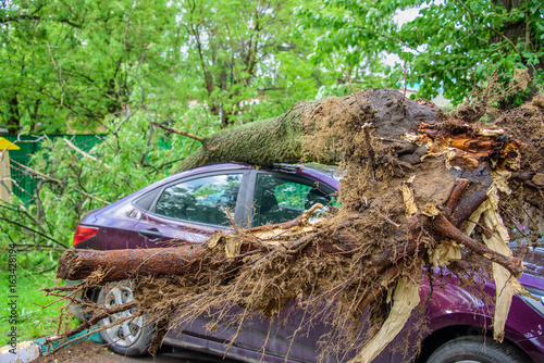 Gigantic roots of the fallen toppled tree, covered with moss, crushed parked purple car and broke the window as a result of the severe hurricane winds in one of courtyards of Moscow city