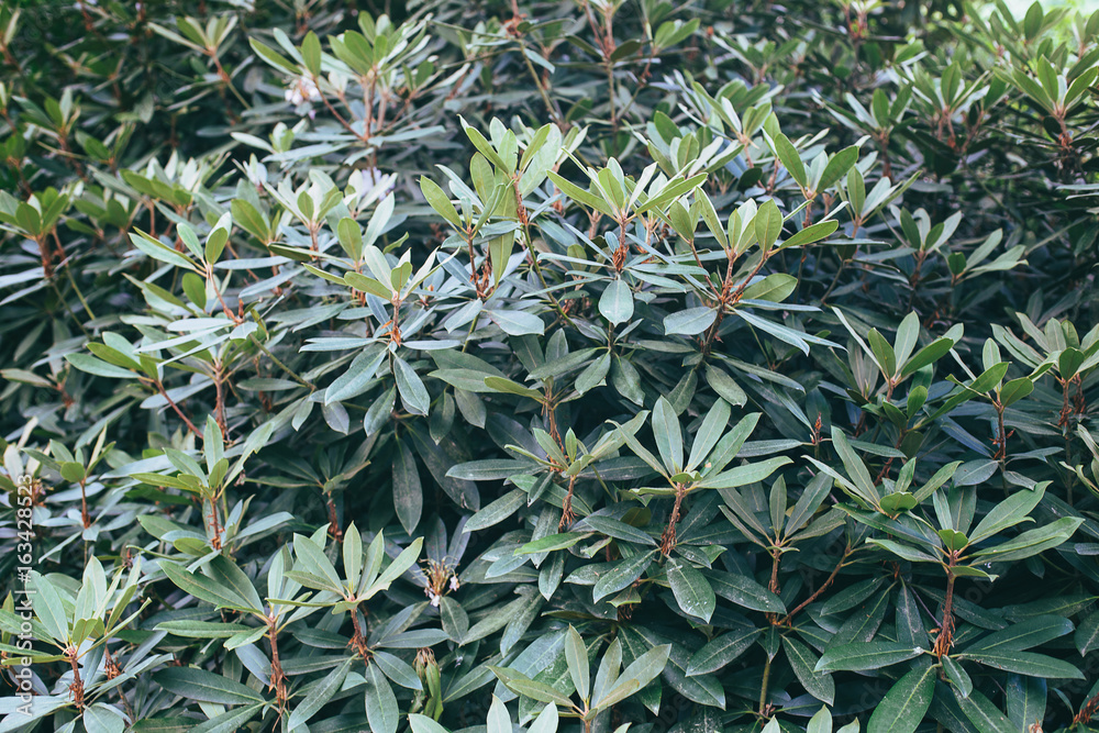 Obraz premium Rhododendron leaves pattern greenery background