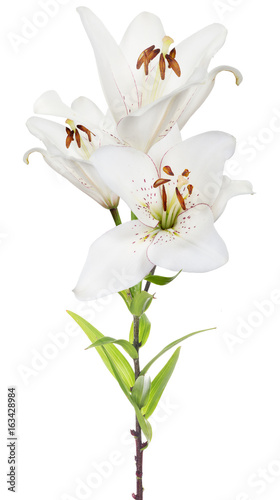 isolated three blooms white lily flower
