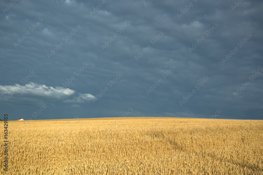 Farmland. Golden wheat field under the cloudy sky.