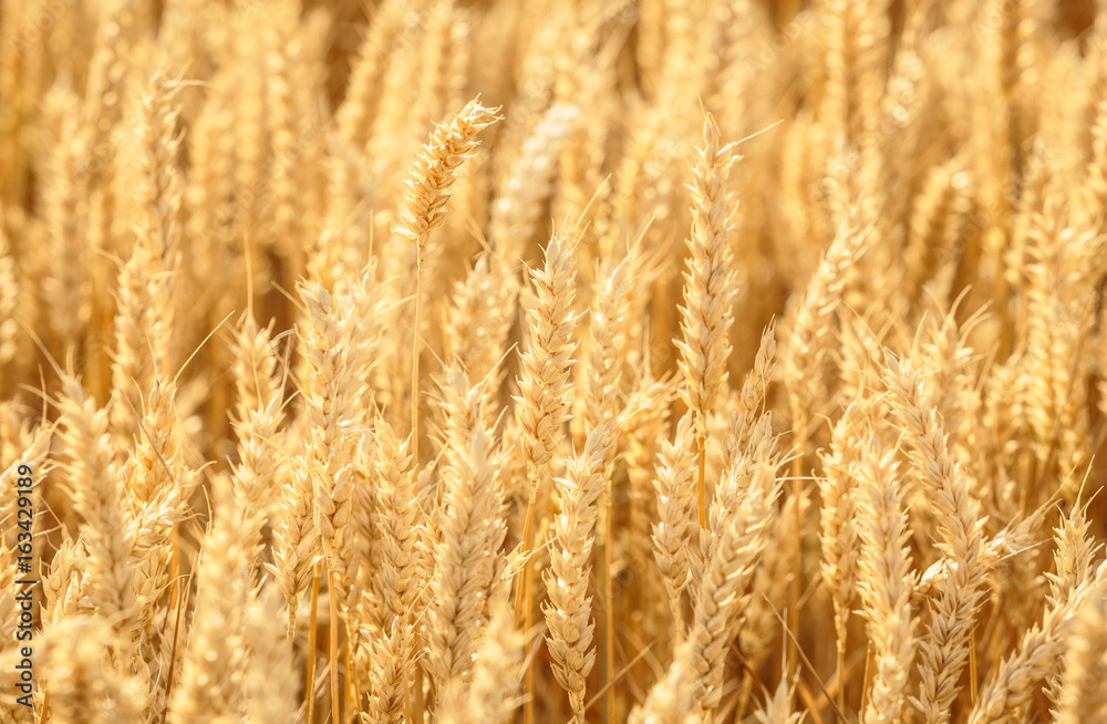 Ears of wheat golden field background. Ears of wheat golden field background.