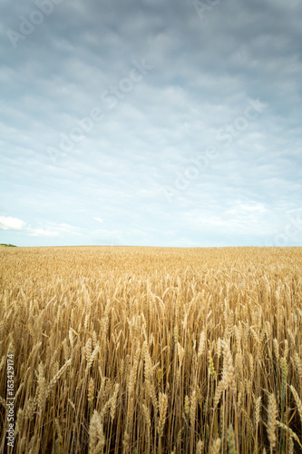 Wheat field under the cloudy sky. Minimal landscape.