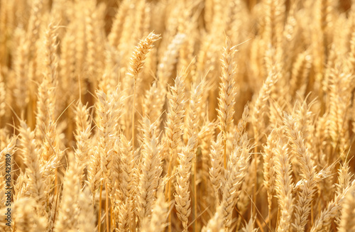 Ears of wheat golden field background.