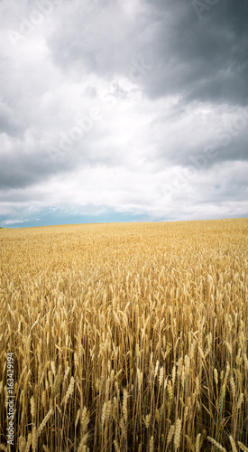 Wheat field under the cloudy sky. Minimal landscape.