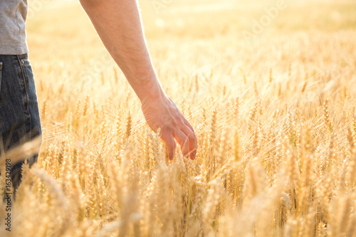 A man at the field of wheat touched by the hand of spikes in the sunset light.