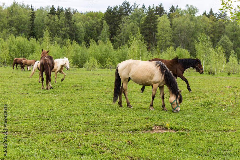 Buckskin horse with black mane , and Bay horses grazing in the meadow .A warm summer day in a large pasture near the forest. Buckskin horse with black mane , and Bay horses grazing in the meadow .A warm summer day in a large pasture near the forest.