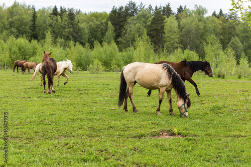 Buckskin horse with black mane ,  and Bay horses grazing in the meadow .A warm summer day in a large pasture near the forest. © sheris9