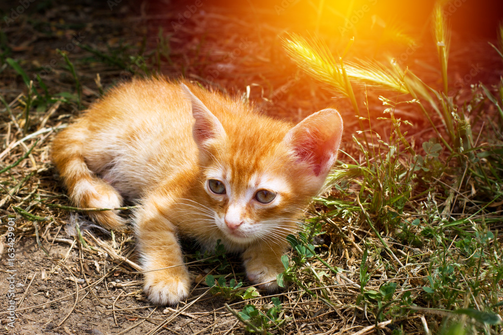 Little cute red kitten with big eye