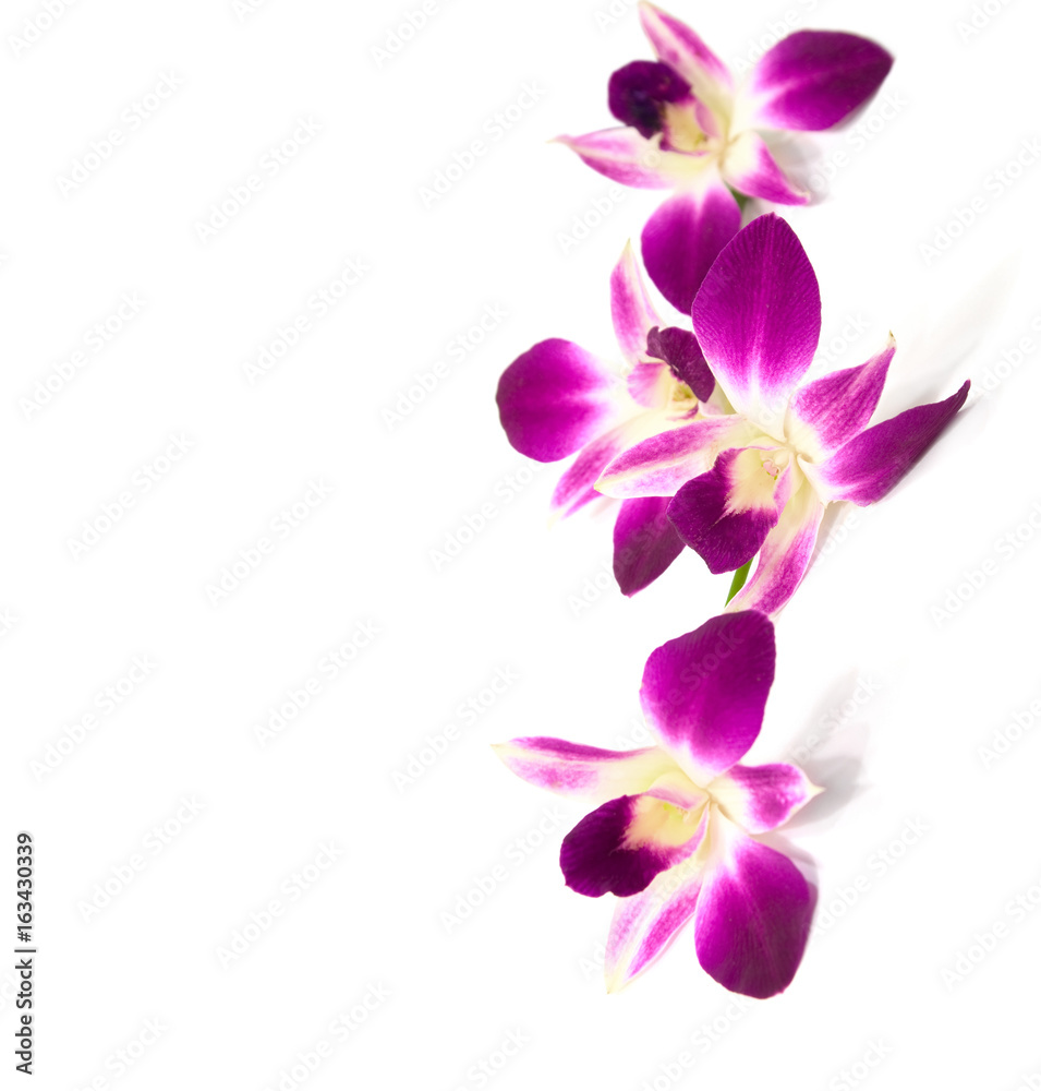 Four flowers of orchid isolated on a white background. Selective focus. Four flowers of orchid isolated on a white background. Selective focus.