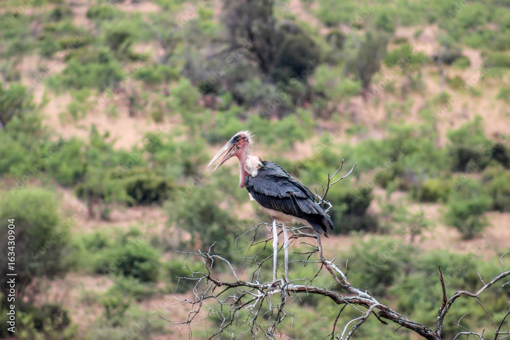 Marabou Stork (Leptoptilos crumenifer)