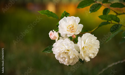 Weaving white small roses. Branch with white roses on a natural green background.