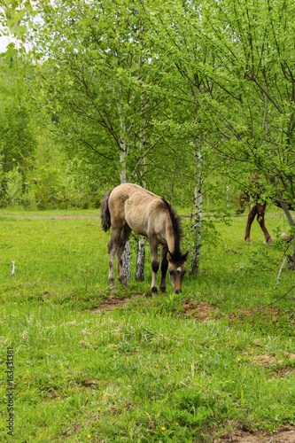 Buckskin foal grazing near the birches .A warm summer day in a large pasture near the forest. © sheris9