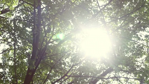 Indie hipster lens flare shining through the leafy trees in summer photo
