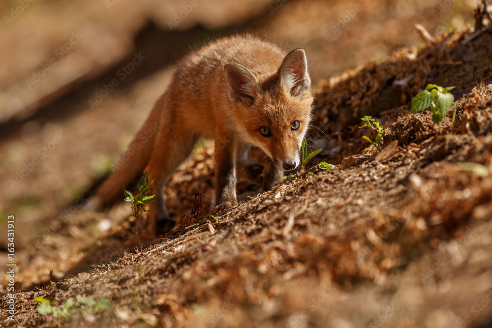 Red Fox, Vulpes vulpes, at european forest. Wildlife scene from Czech Republic. Orange fur coat animal in the nature habitat. Action scene with red fox. Beautiful fox. Red Fox, Vulpes vulpes, at european forest. Wildlife scene from Czech Republic. Orange fur coat animal in the nature habitat. Action scene with red fox. Beautiful fox.