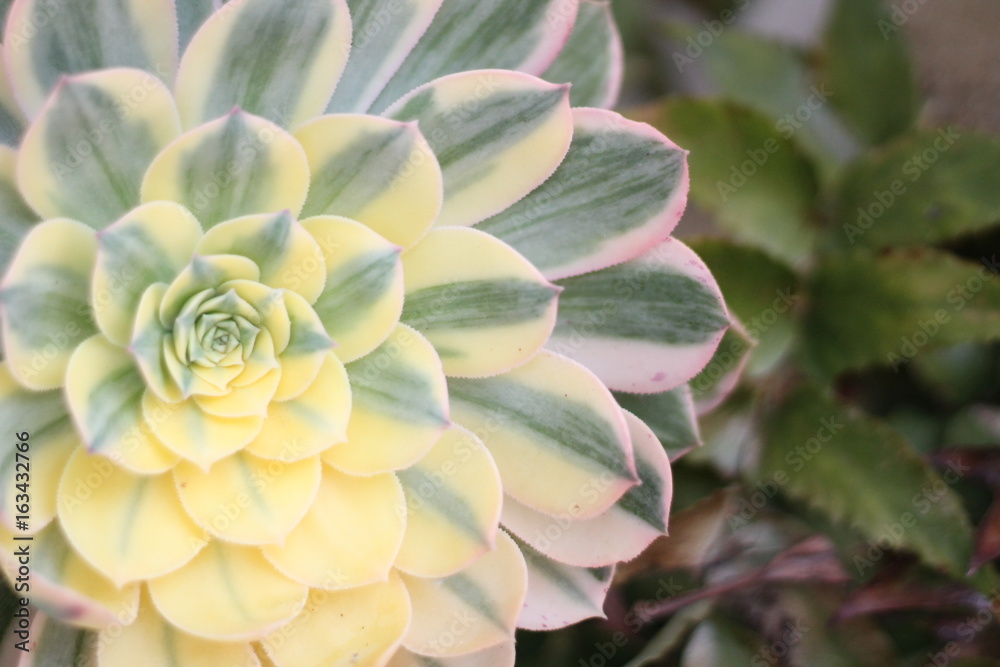 Obraz premium succulent
