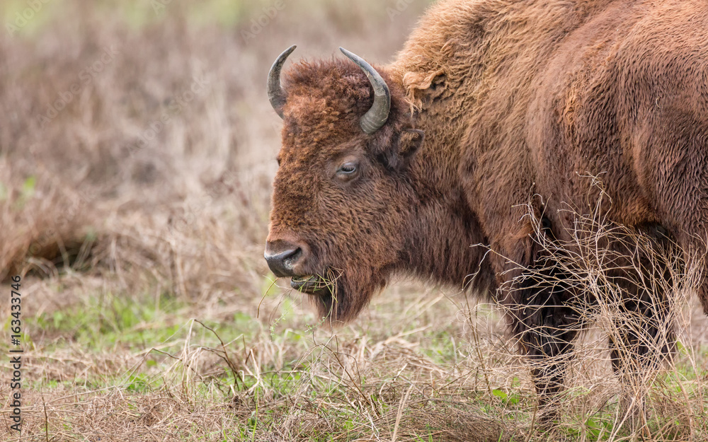 Fototapeta premium Bison Buffalo Portrait
