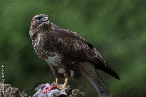 Common Buzzard  Buteo buteo  Common Buzzard perched on prey in the centre of a forest