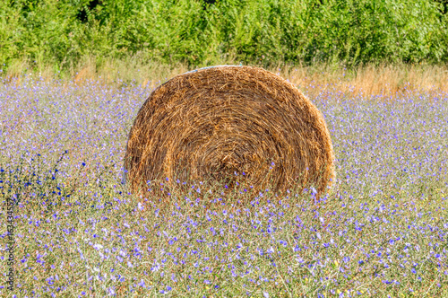 Balle di fieno photo