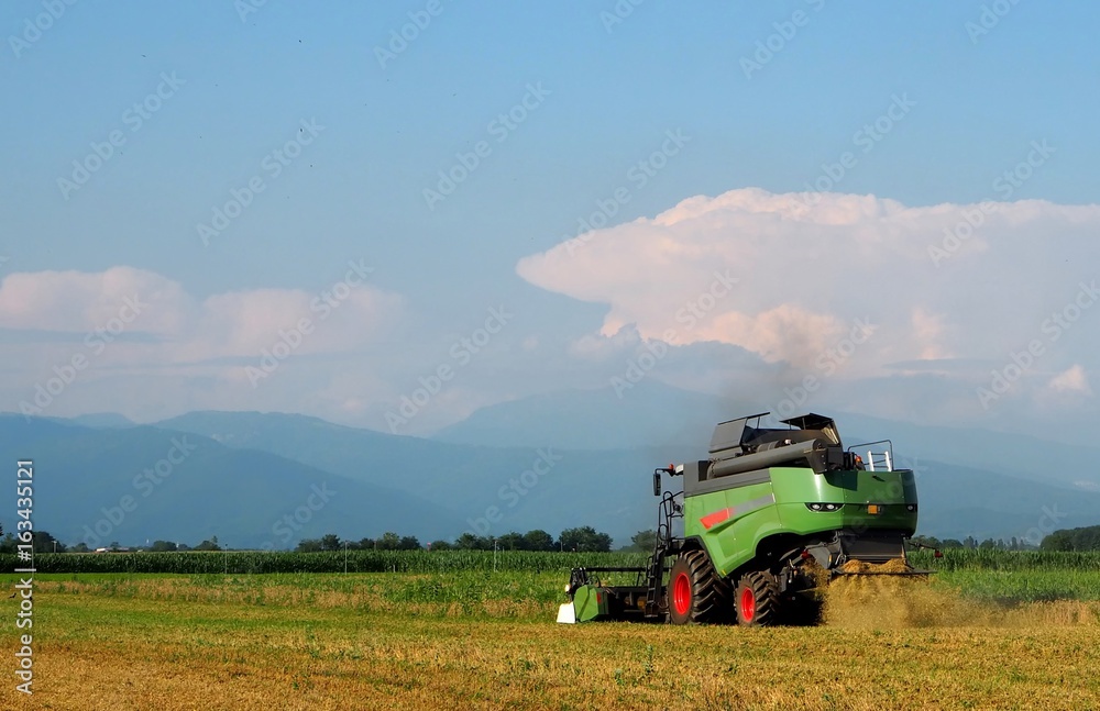 Fototapeta premium Combine harvester on wheat field in Italy, near slovenian border