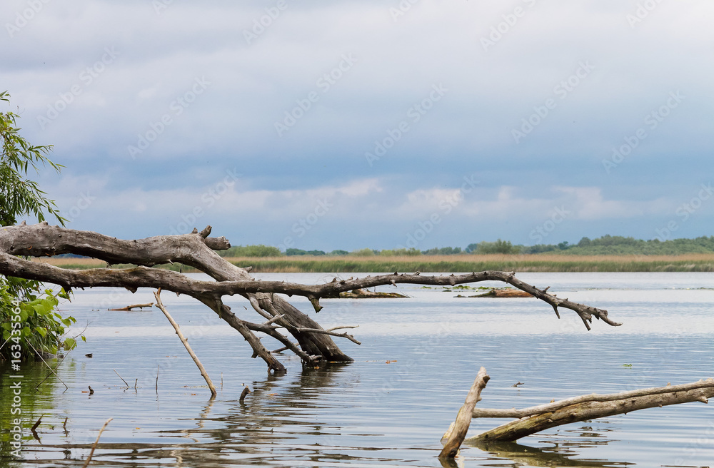 Lake with a fallen tree snag driftwood on a cloudy spring day