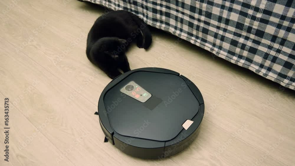Black cat playing with robotic vacuum cleaner which is cleaning floor covering. 4K