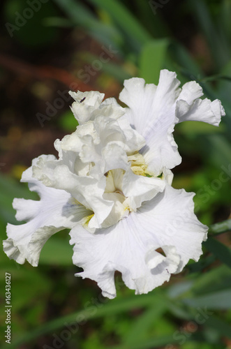 Fototapeta Naklejka Na Ścianę i Meble -  irises flowers