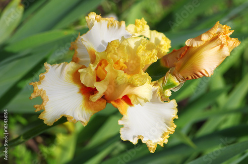 Fototapeta Naklejka Na Ścianę i Meble -  irises flowers